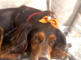 Age 3 Female Dog For Sale