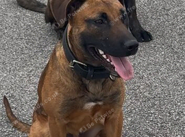 Male B.herder