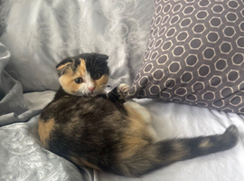 Scottish fold