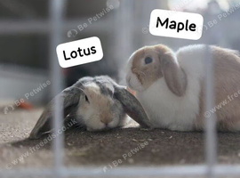 2 lop rabbits 10 months old