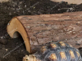 selling my beautiful tortiose