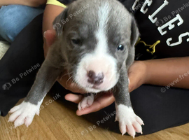 Staffie x shar pei puppies for sale