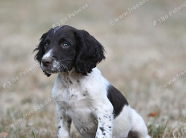 Springer Spaniel puppies for sale