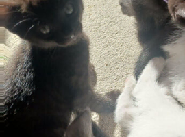 Kittens Black panther