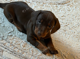 Miniature dachshund