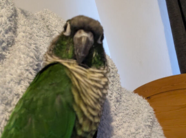 Conure