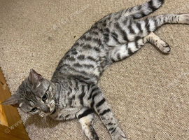 Mother Bengal with 3 kittens