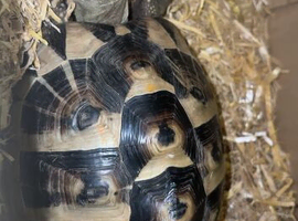 Tortoise for sale