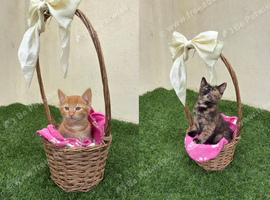 2 beautiful female kittens ready for their forever home