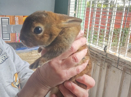 Rabbits for sale 8 weeks old