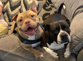 6 Year Old Female Old Thayme Bulldog