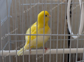 Canaries