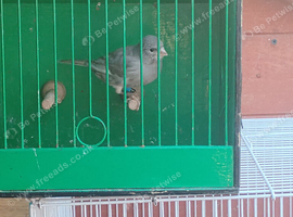 Cock canaries for sale