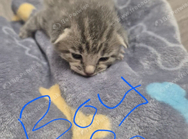 Beautiful litter of kittens