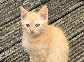 Ragdoll cross kittens