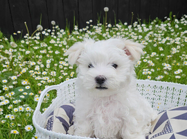 Purebred Maltese Pup (ready to go)