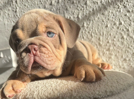 Stunning English Bulldog Puppies