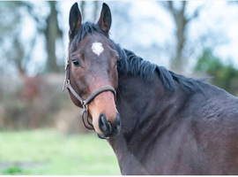 Stunning 4 year old TB Gelding