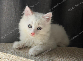 KITTENS READY TO LEAVE