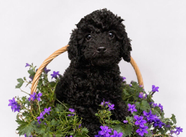 LAST Pedigree Toy Poodle GIRL Puppy DNA CLEAR