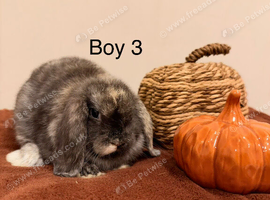 Ready to go! Mini Lop Boys!