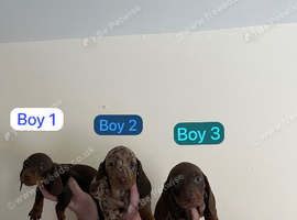 Dachshund