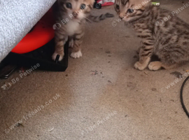 Bengal x