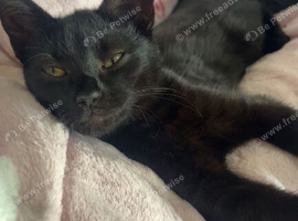 Rehome kitten
