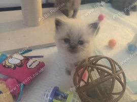 Last two British shorthairs available