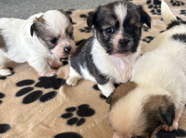 Toy imperial Shih Tzu x jack Russell puppies  jack shi
