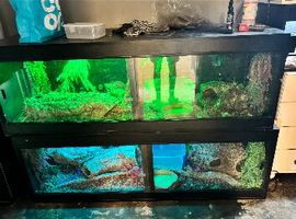 One male one female false water cobras