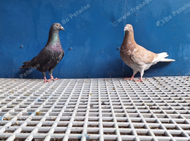 Racing pigeons