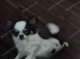 beautiful chihuahua longcoat
