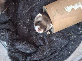 FERRETS FERRETS FERRETS