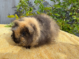 Beautiful Swiss boar available