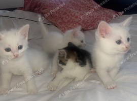 Ragdoll/moggy kittens for sale
