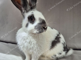 Giant Papillon male ready now.