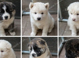 Make Beautiful Purebred Akita Puppies &ndash; Ready for Loving Homes