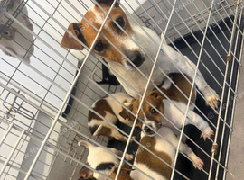 Jack Russel puppies