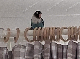 Hand Reared or Baby Lovebird