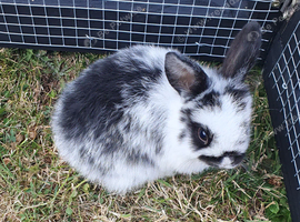 Baby mini lops for sale