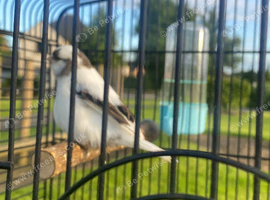 Black and white gloster hen clitheroe
