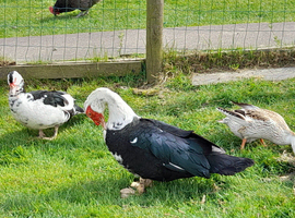 Stunning muscovy male