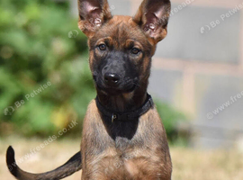 I want to rehome my 10 weeks old Belgium malinos BRN registered 56641