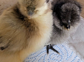 Silkie day old Chickens
