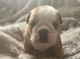 KC registered Traditional English Bulldog puppies