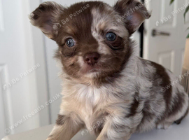 Beautiful longhaired Chihuahua puppies