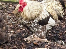 Beautiful trio of chocolate laced pekins last years birds laying well very fetile