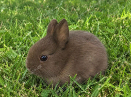 Chocolate Netherland Dwarf Doe