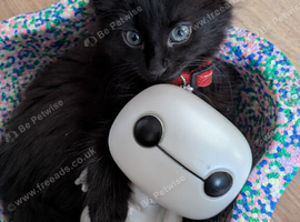 Siberian hypoallergenic kittens